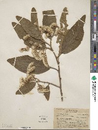 Image of Vernonia diffusa