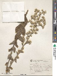 Lepidaploa ehretiifolia image