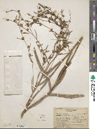 Image of Vernonia hoveaefolia