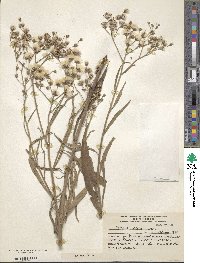 Vernonia incana image