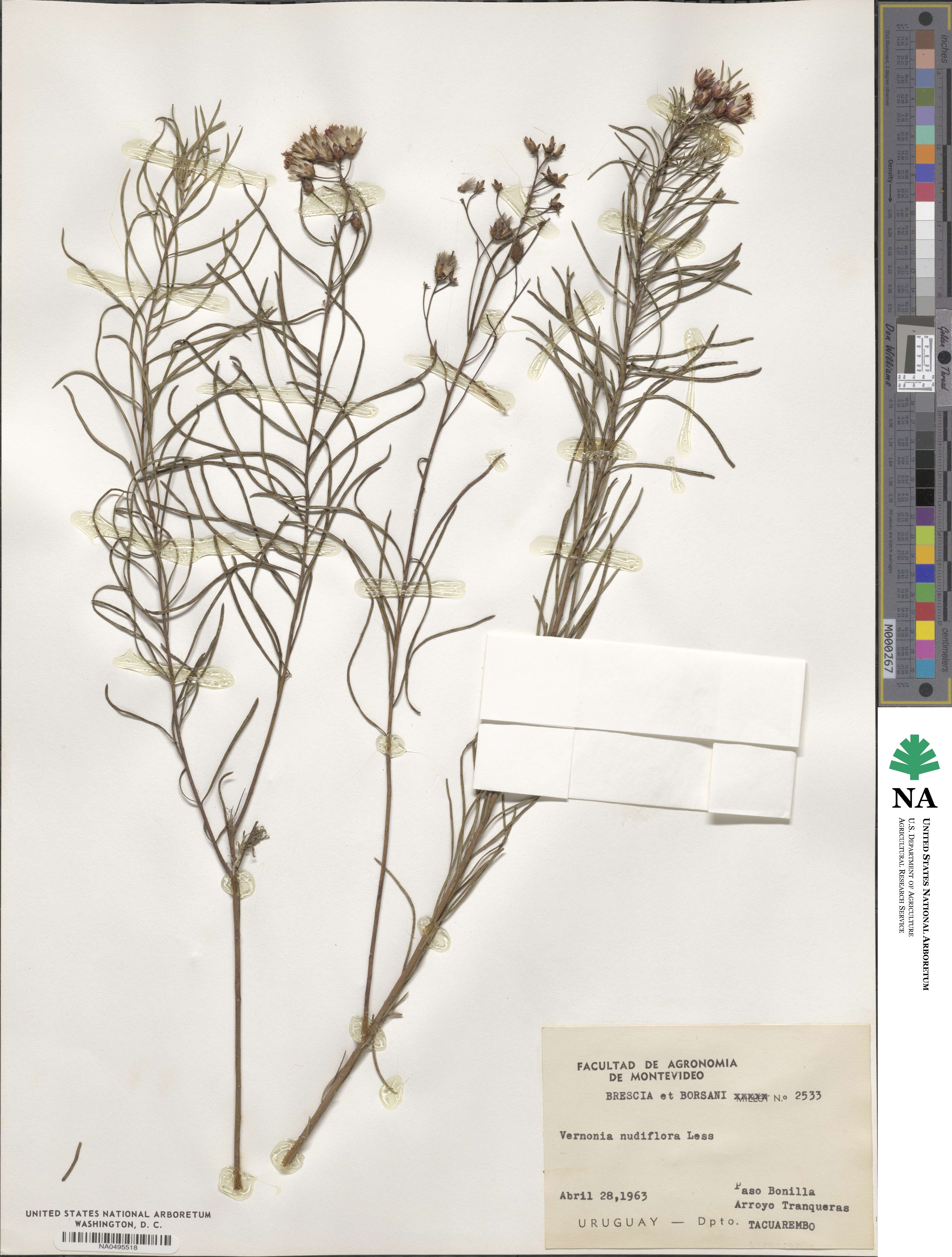 Vernonanthura nudiflora image
