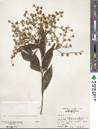 Vernonia patens image