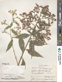 Vernonia patens image