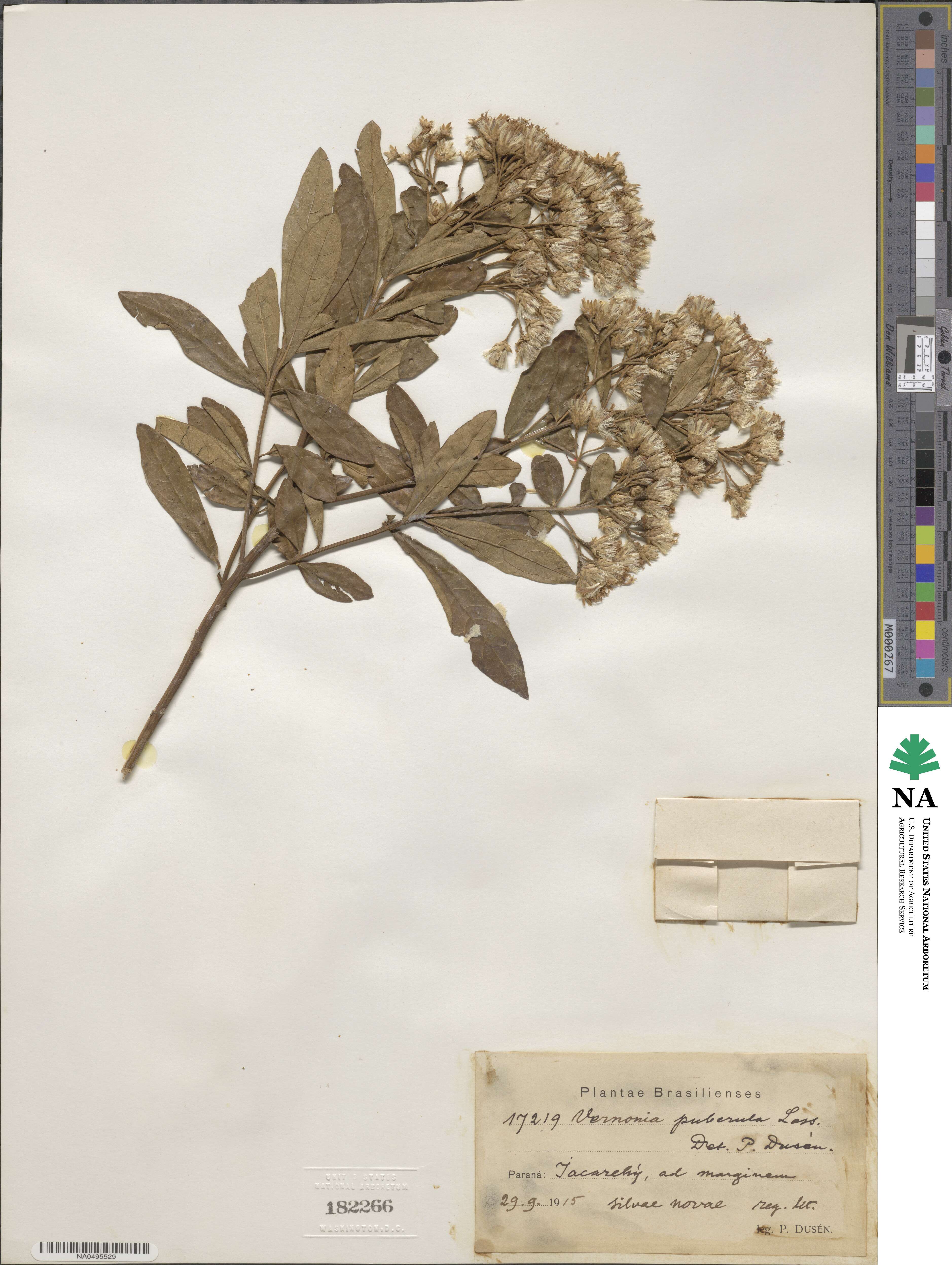 Vernonanthura puberula image