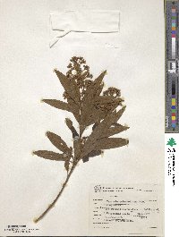 Critoniopsis quinqueflora image