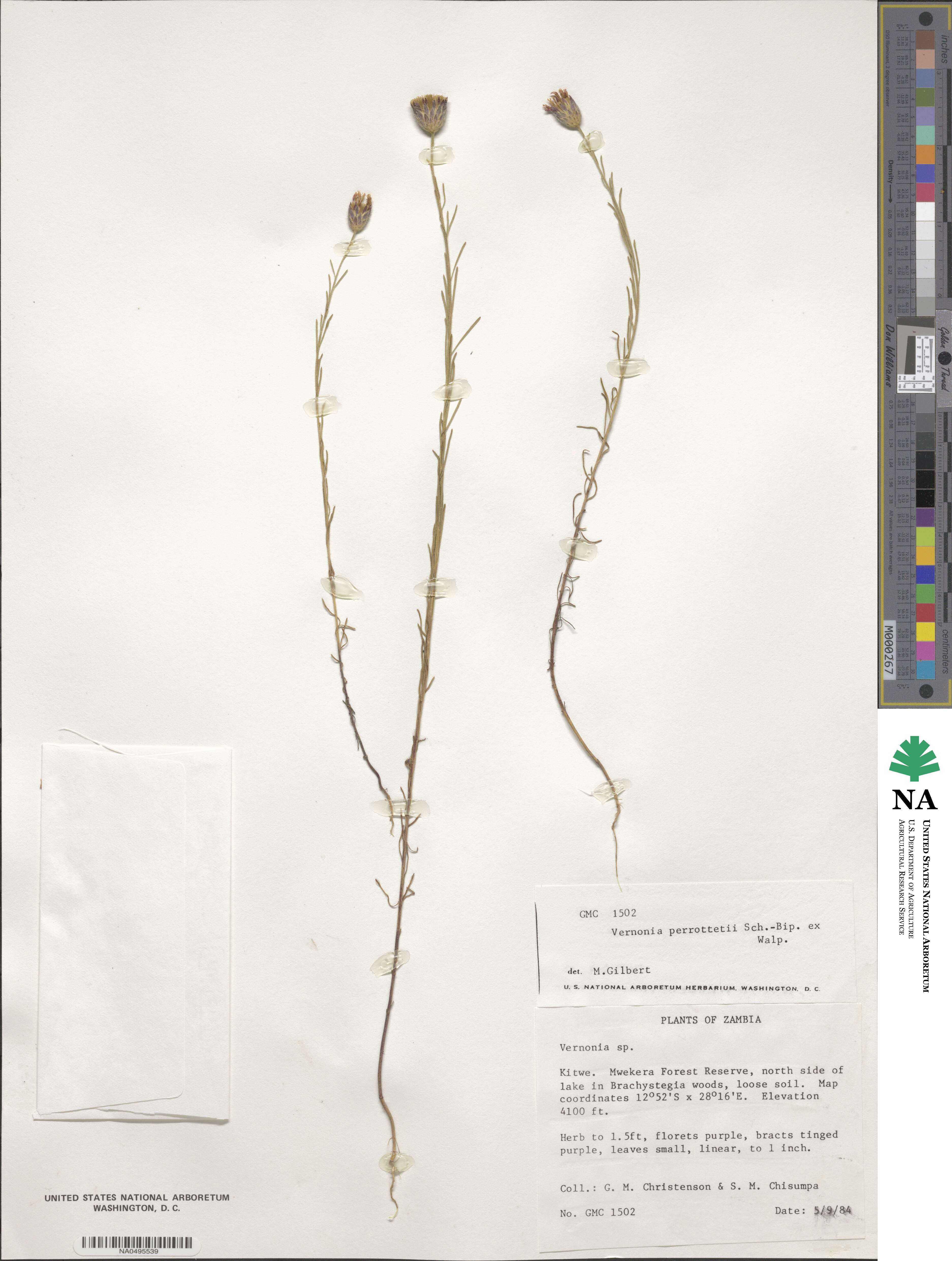 Crystallopollen serratuloides image