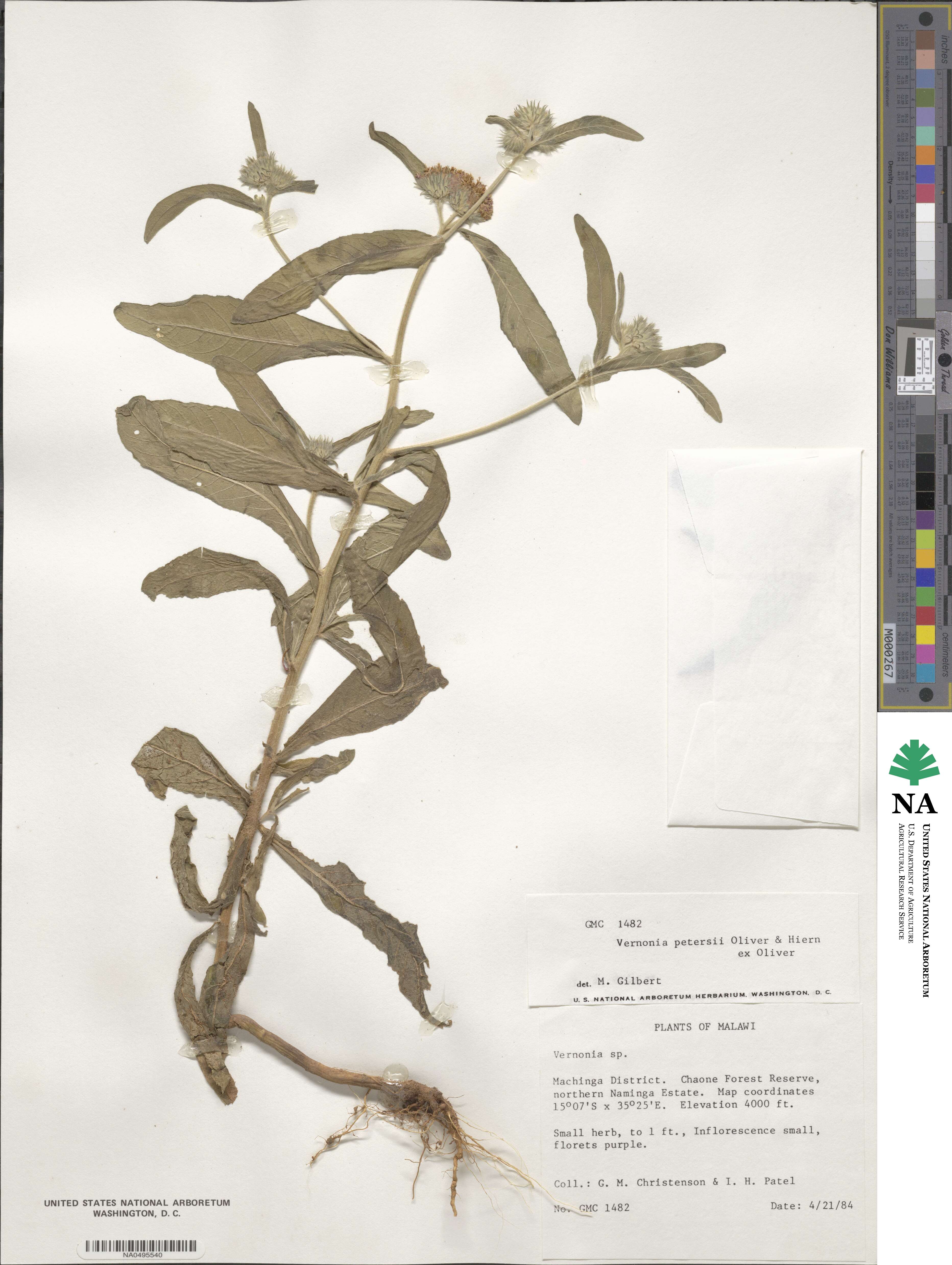 Vernoniastrum latifolium image