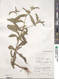 Vernoniastrum latifolium image