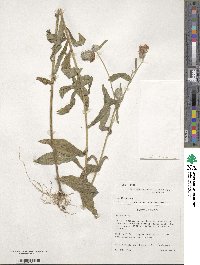 Vernoniastrum latifolium image