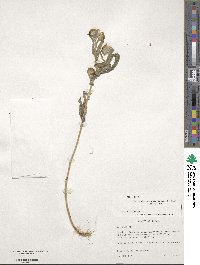 Vernoniastrum latifolium image