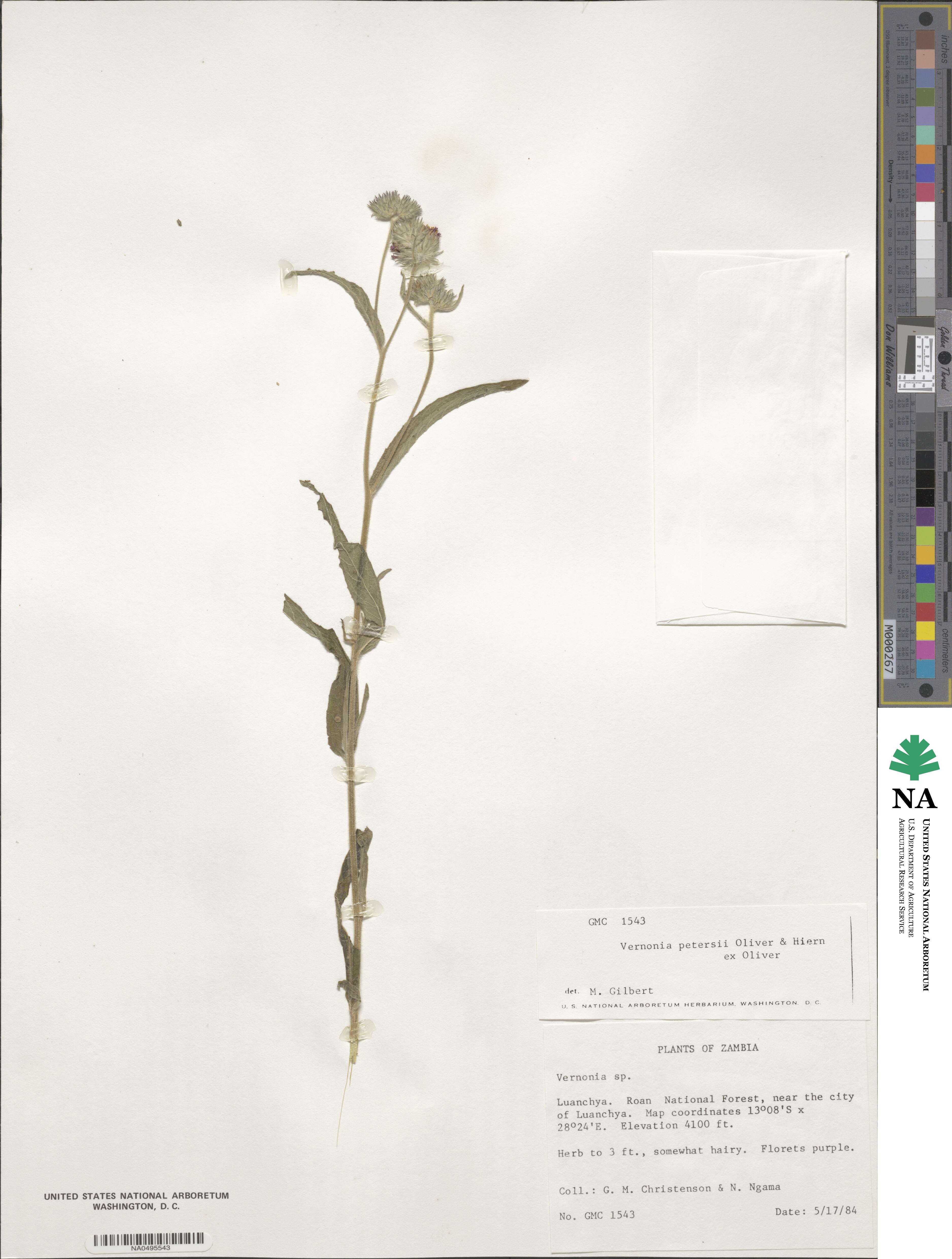 Vernoniastrum latifolium image