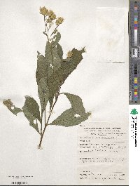 Linzia glabra var. laxa image