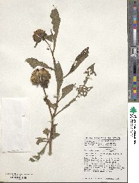 Vernonia hymenolepis image