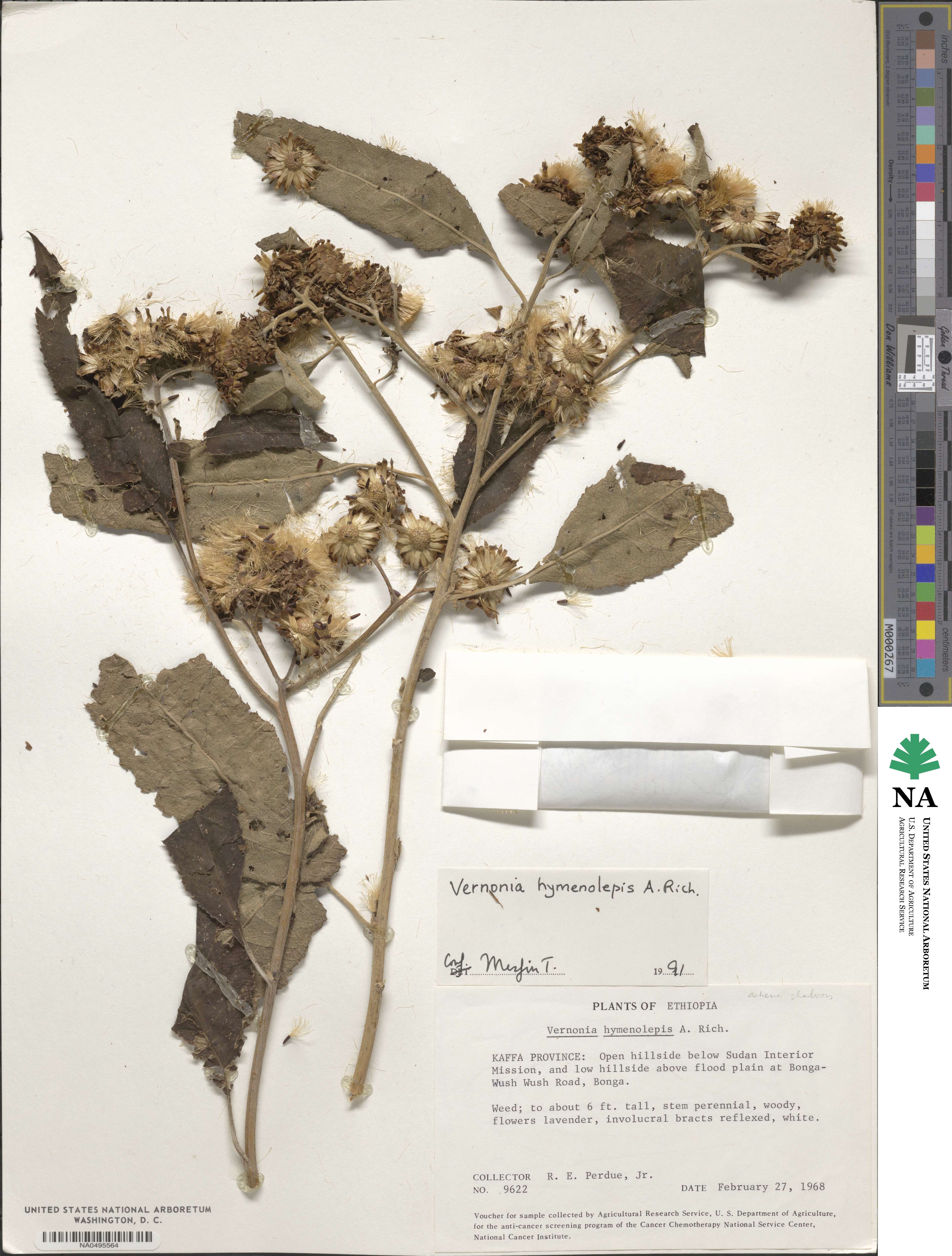 Vernonia hymenolepis image