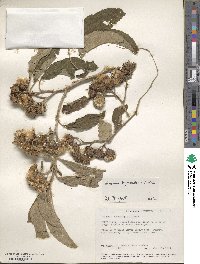 Vernonia hymenolepis image