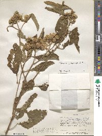 Vernonia hymenolepis image