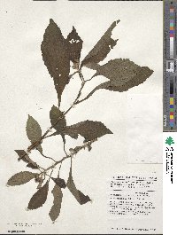 Vernonia hymenolepis image