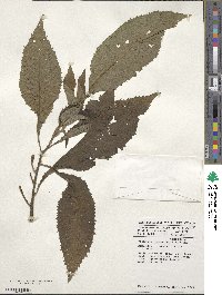 Vernonia hymenolepis image