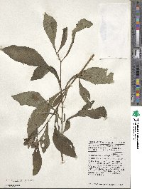 Vernonia hymenolepis image