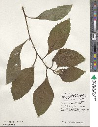 Vernonia hymenolepis image