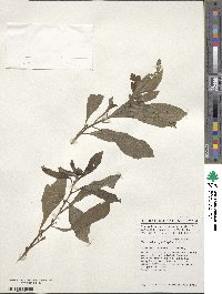 Vernonia hymenolepis image