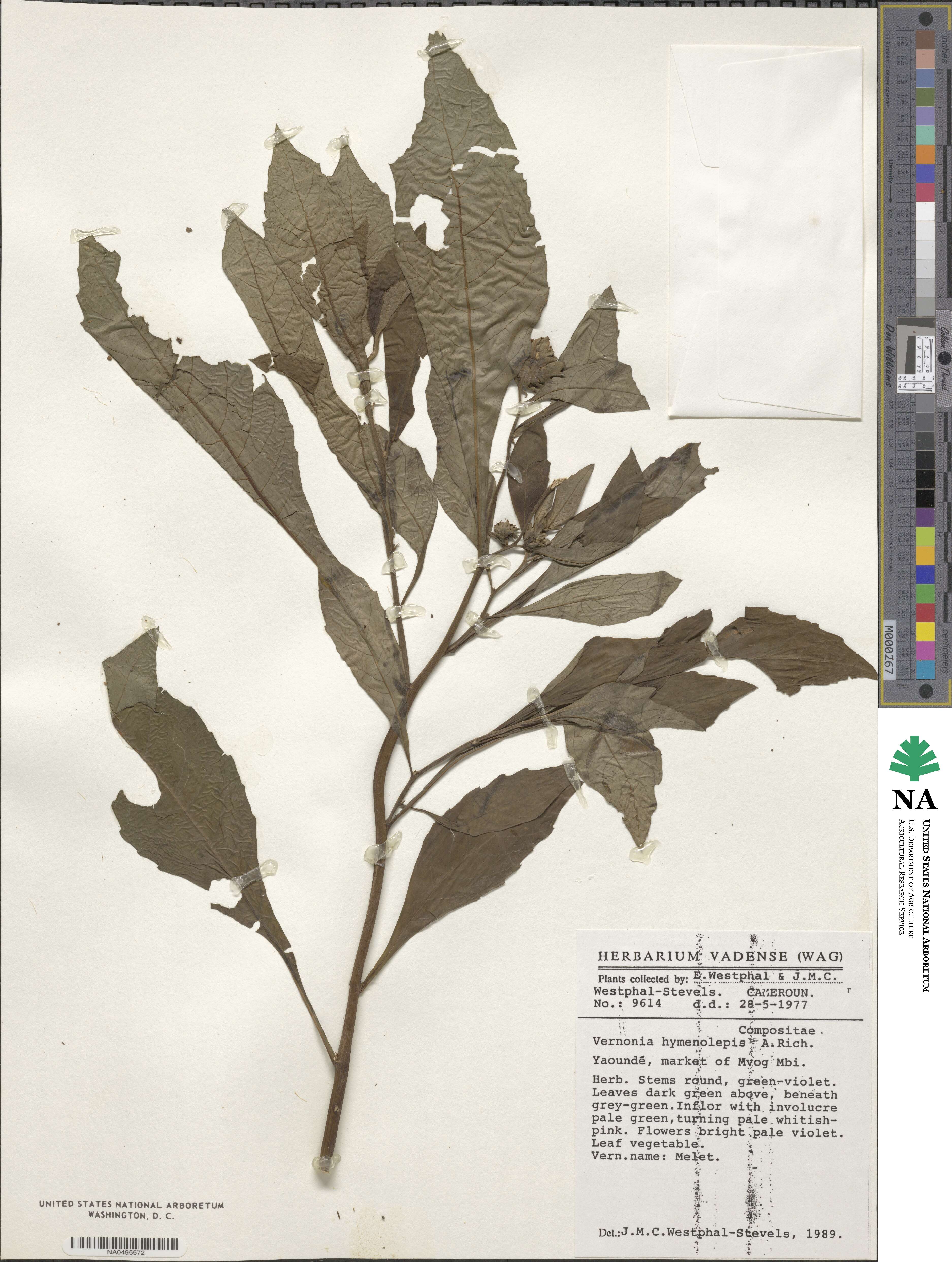 Vernonia hymenolepis image