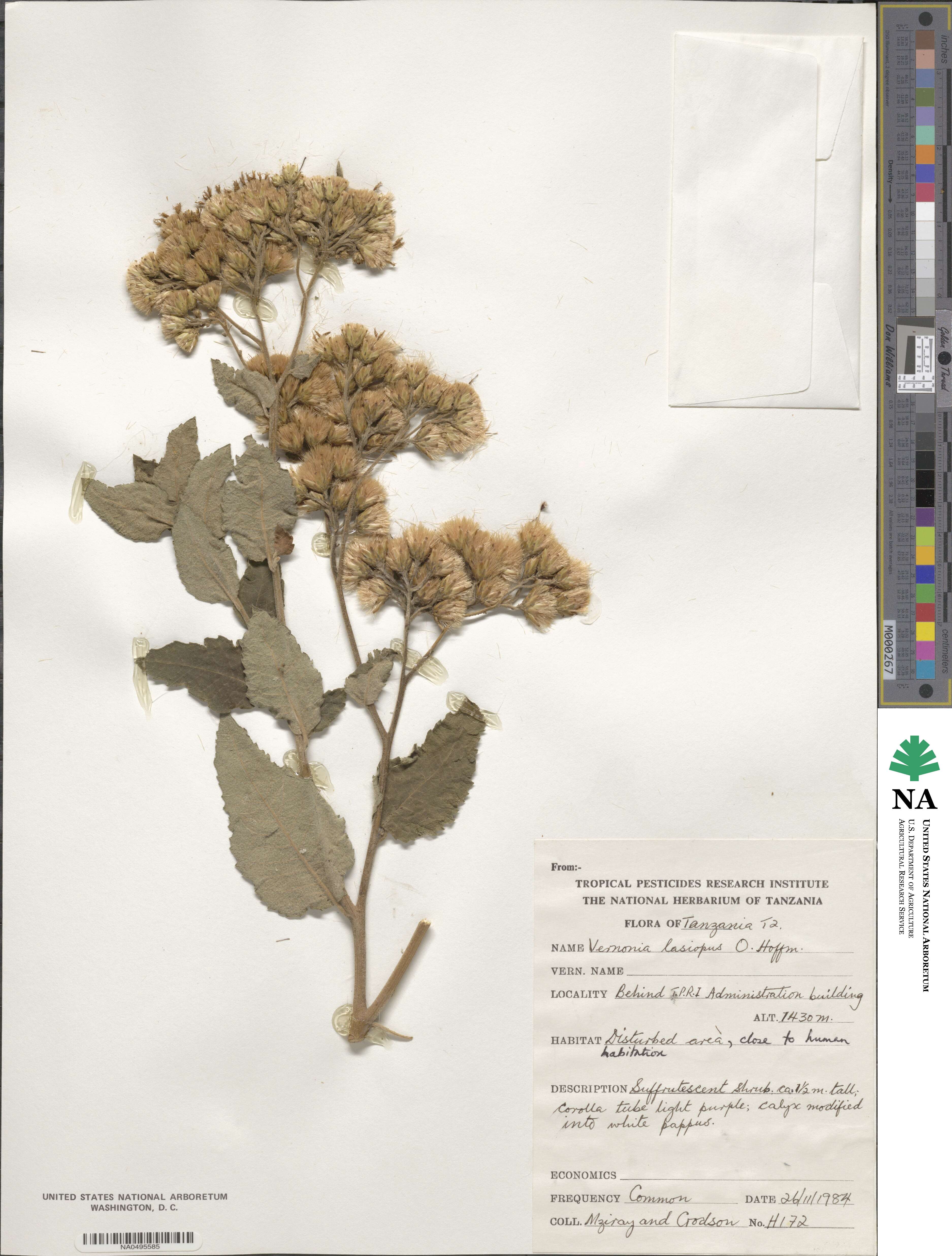 Baccharoides lasiopus image