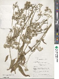 Cyanthillium cinereum image