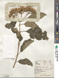 Gymnanthemum coloratum subsp. coloratum image