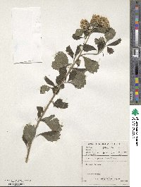 Image of Vernonia corymbosa