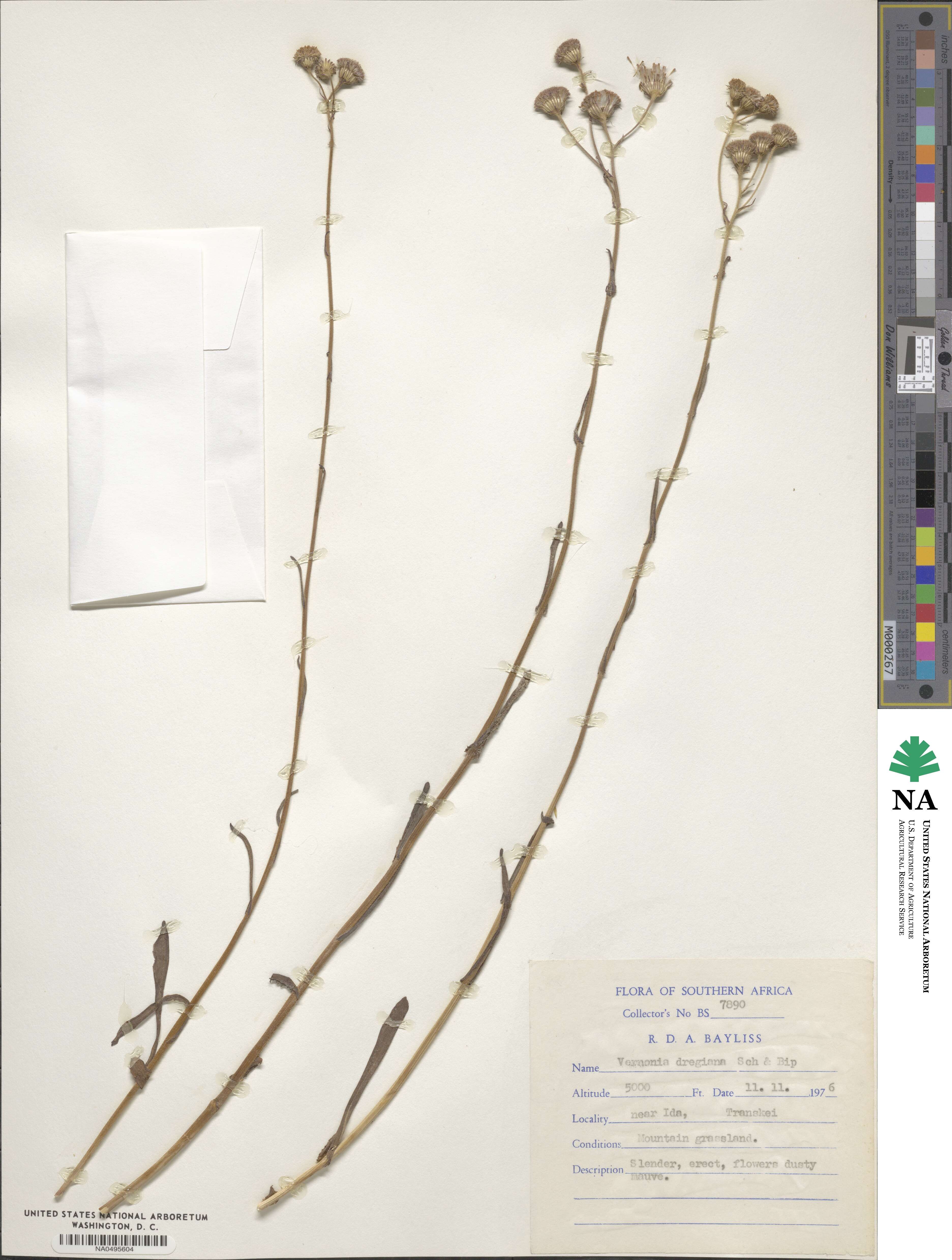 Hilliardiella nudicaulis image