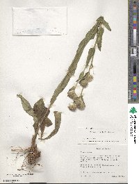 Image of Vernoniastrum ugandense