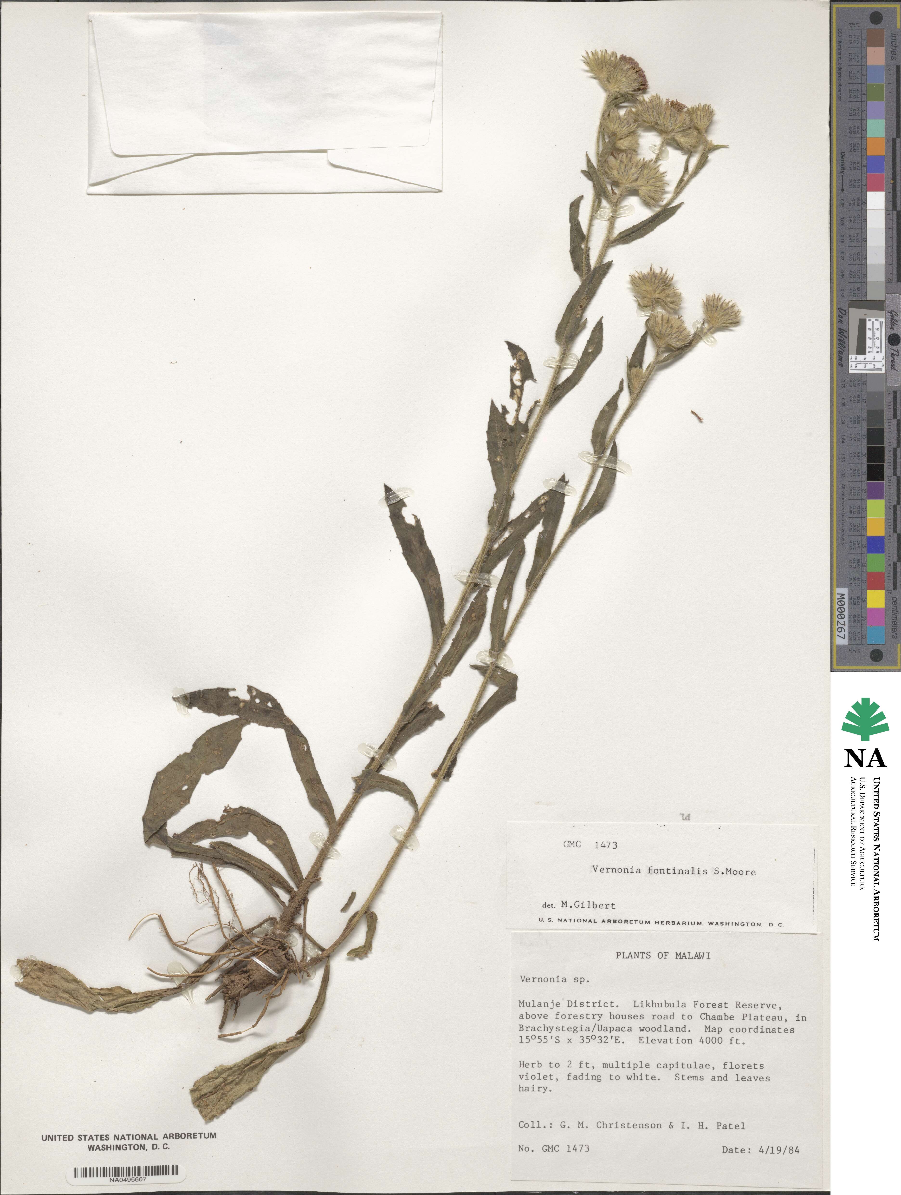 Vernoniastrum ugandense image