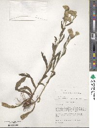 Vernoniastrum ugandense image