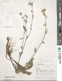 Vernoniastrum ugandense image