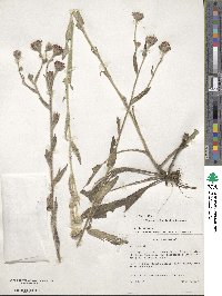 Vernoniastrum ugandense image