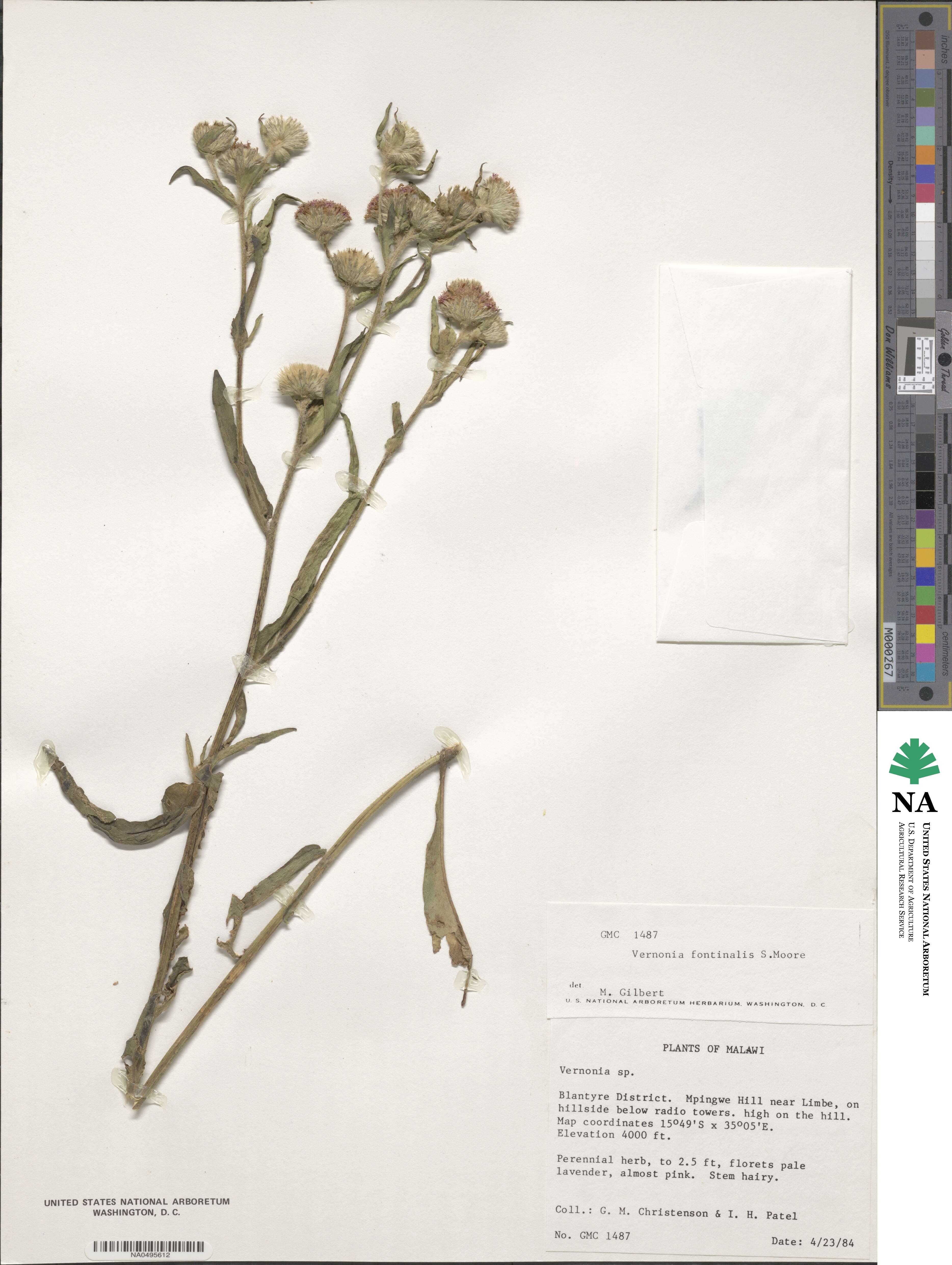 Vernoniastrum ugandense image