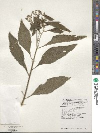 Gymnanthemum amygdalinum image