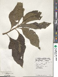 Gymnanthemum amygdalinum image