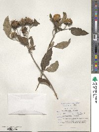 Vernonia ampla image