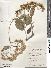 Gymnanthemum amygdalinum image