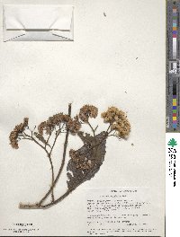 Gymnanthemum amygdalinum image