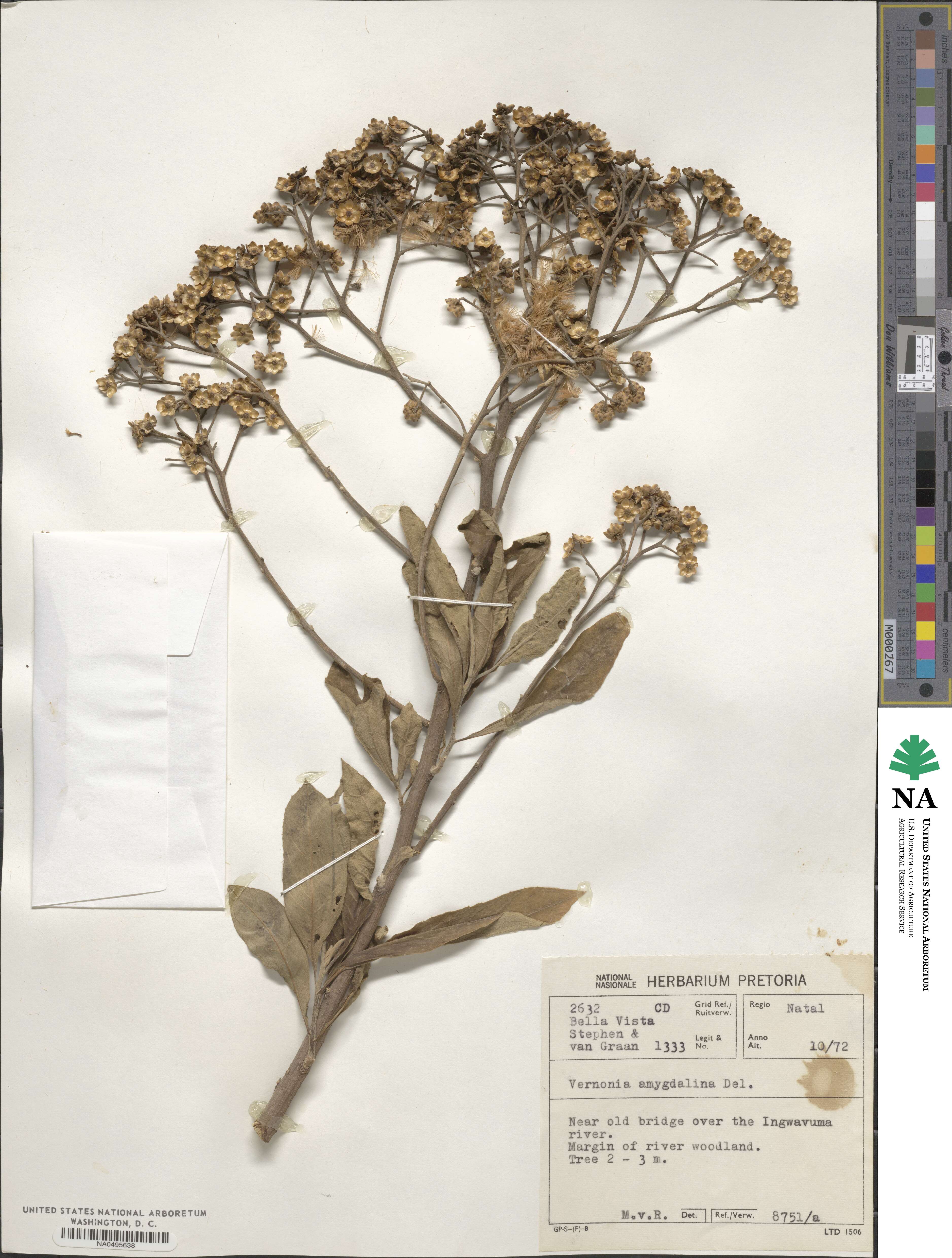 Gymnanthemum amygdalinum image