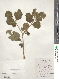 Gymnanthemum amygdalinum image