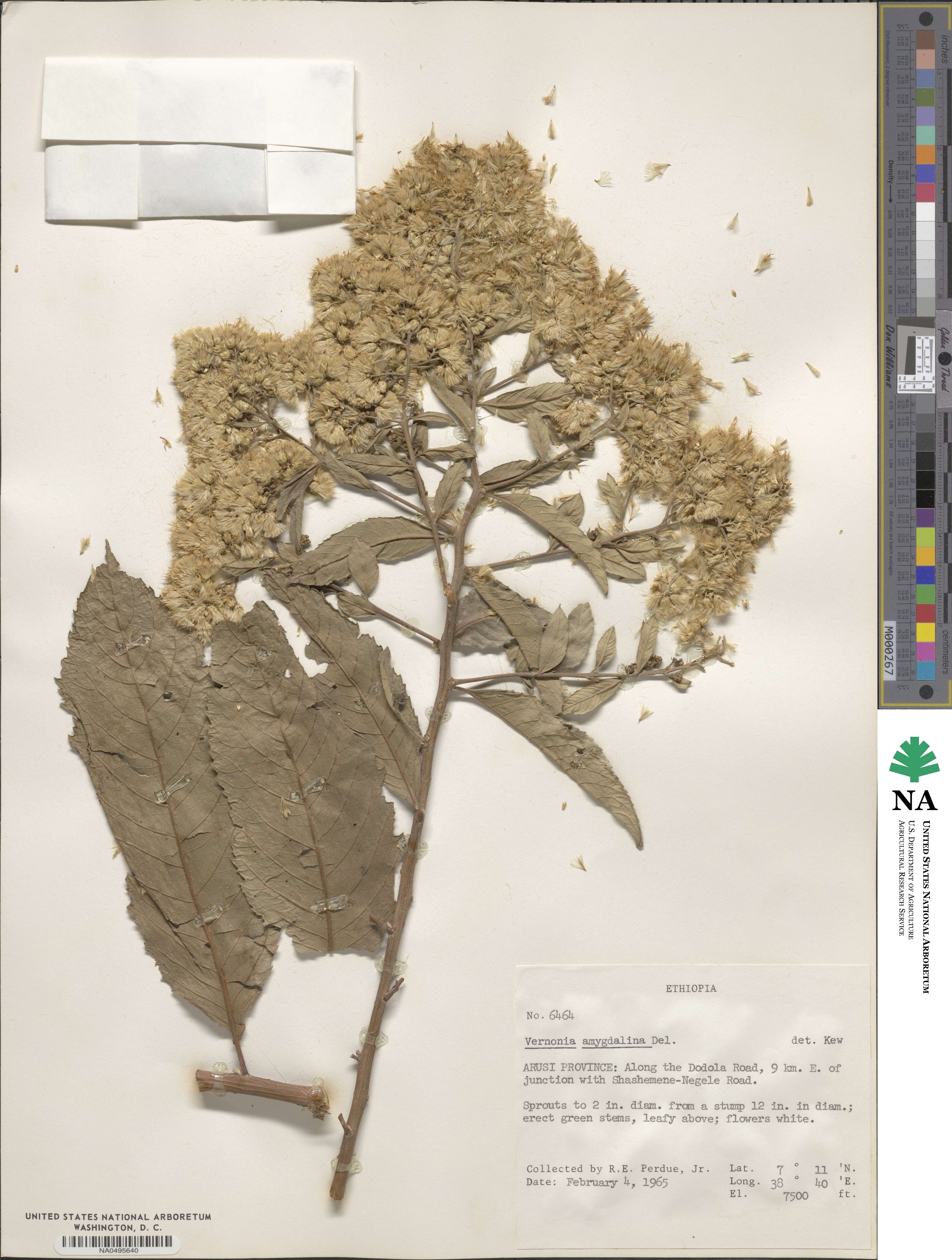 Gymnanthemum amygdalinum image