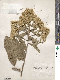 Gymnanthemum amygdalinum image