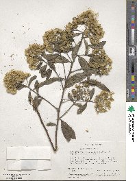 Gymnanthemum amygdalinum image