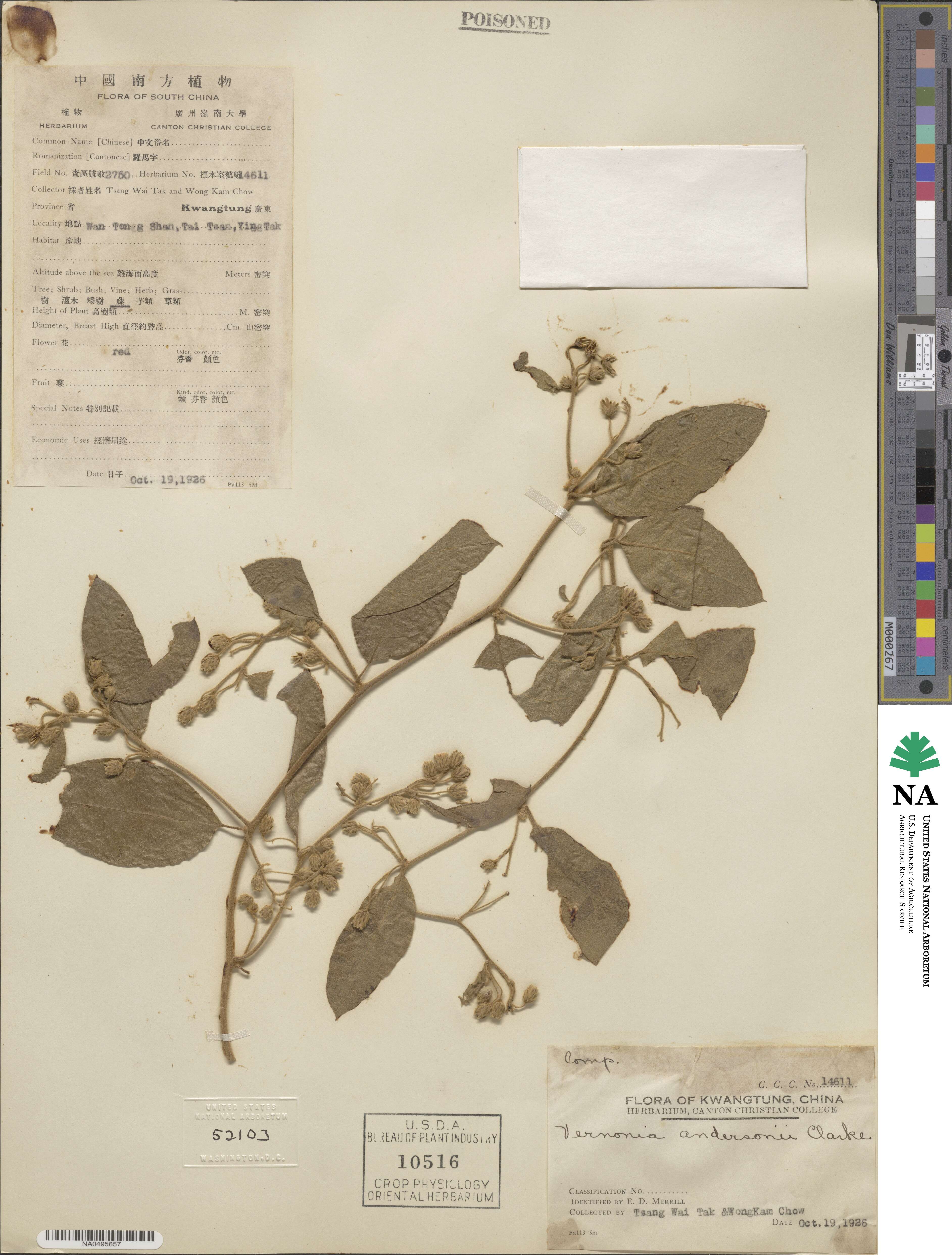 Decaneuropsis cumingiana image