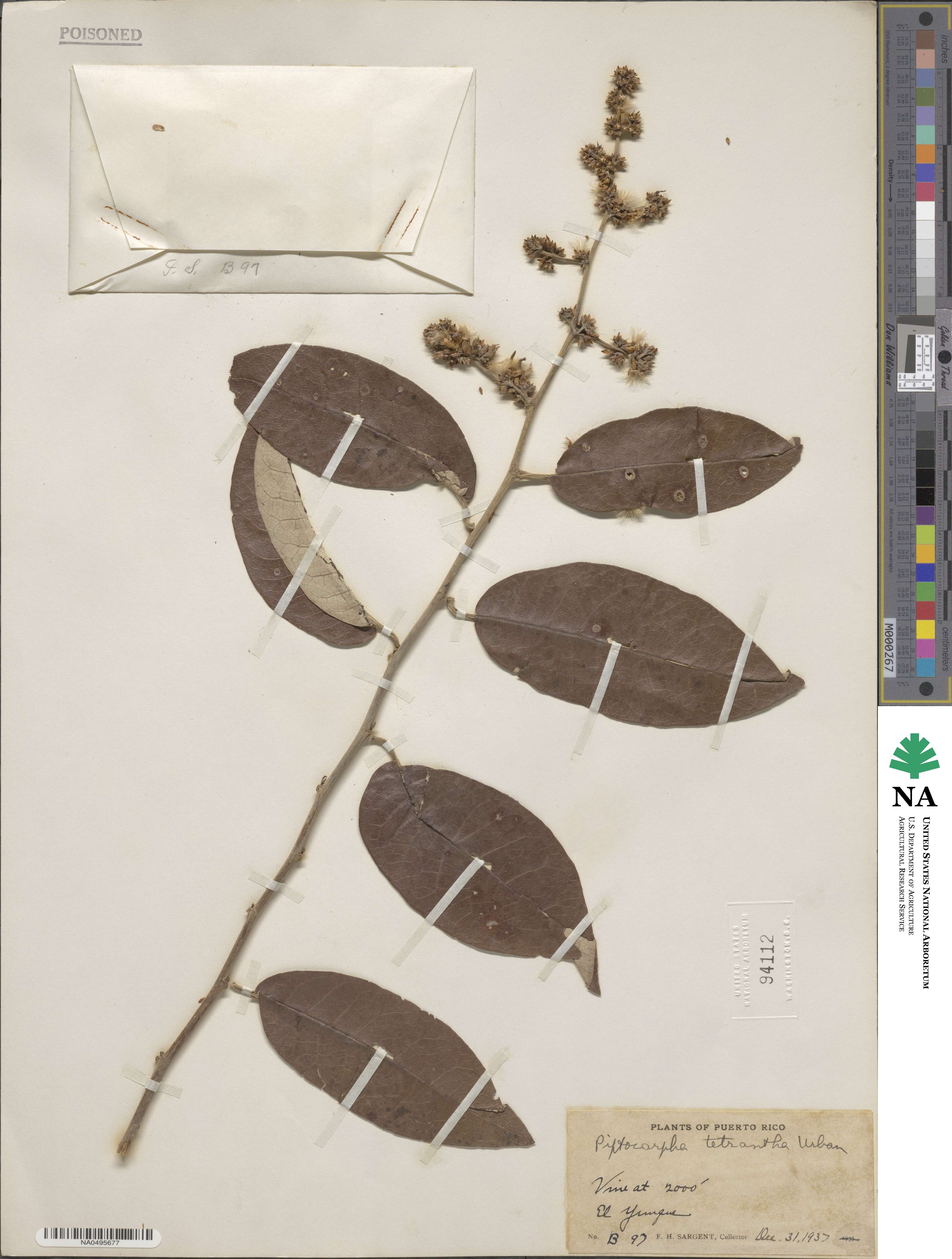 Piptocarpha tetrantha image