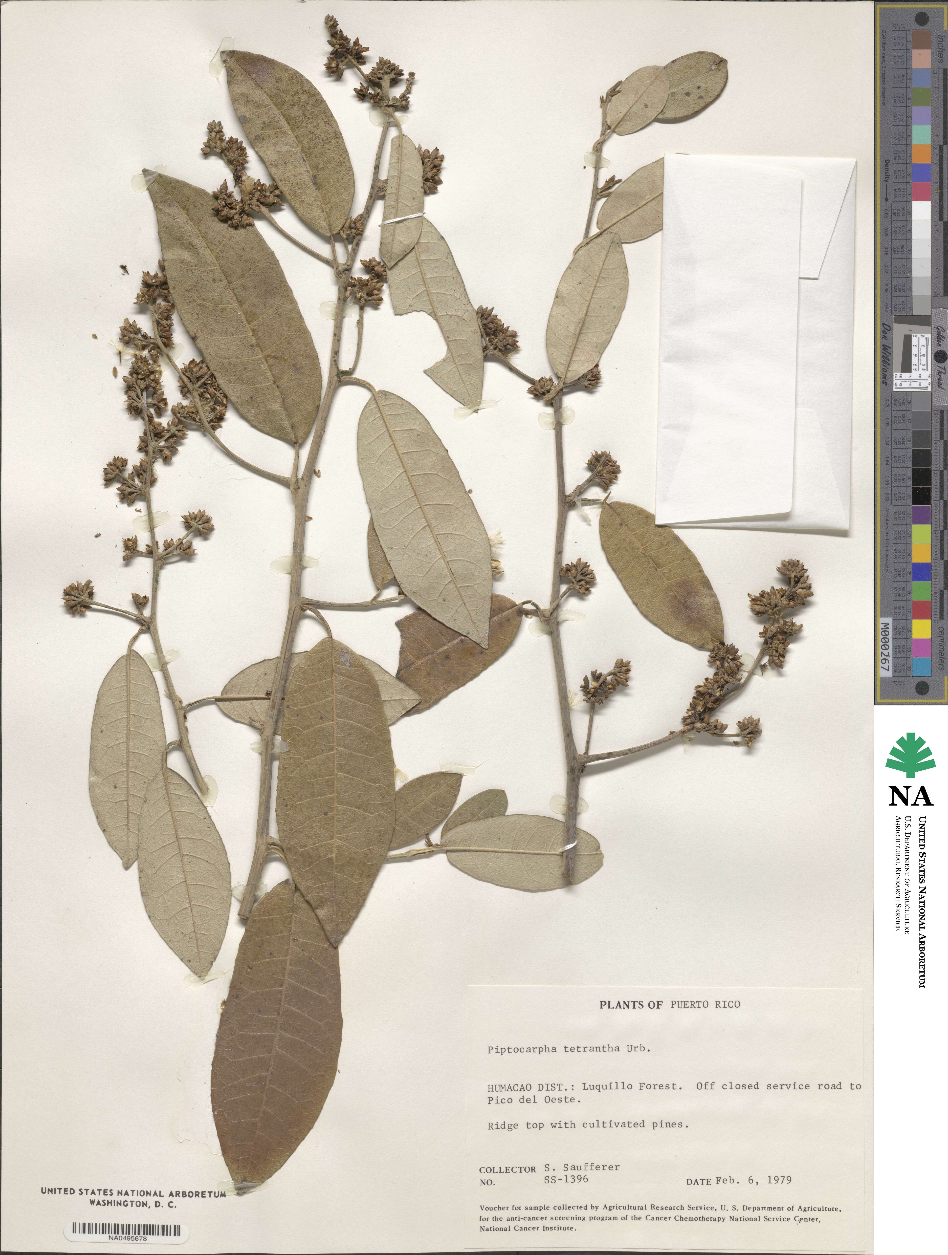 Piptocarpha tetrantha image